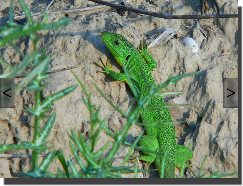 Lacerta viridis